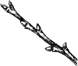 Экспресс-курс садовой обрезки - _87.png