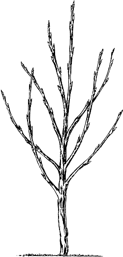 Экспресс-курс садовой обрезки - _88.png