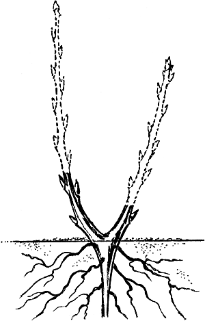 Экспресс-курс садовой обрезки - _102.png