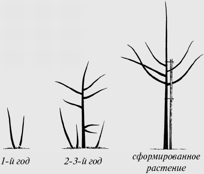Экспресс-курс садовой обрезки - _106.png