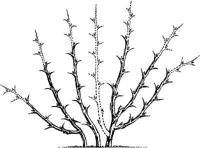 Экспресс-курс садовой обрезки - _107.png