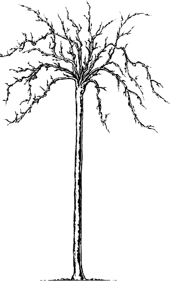 Экспресс-курс садовой обрезки - _108.png