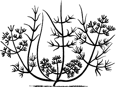 Экспресс-курс садовой обрезки - _113.png
