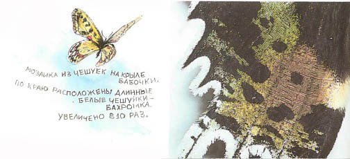 Синий махаон - _20141201172532Skrinshotehkrana.jpg_0