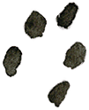 Медвежонок Паддингтон в саду - i_027.png