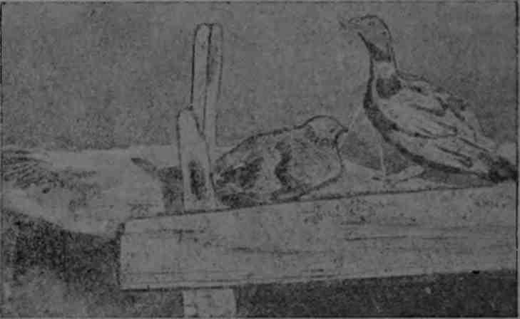 Полярная фактория - img_45.jpeg