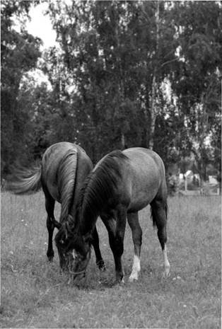 Лошадь на даче - pic_9.jpg
