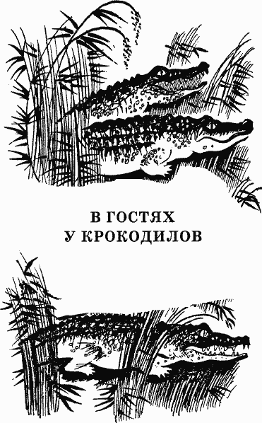 В гостях у крокодилов - image13.png