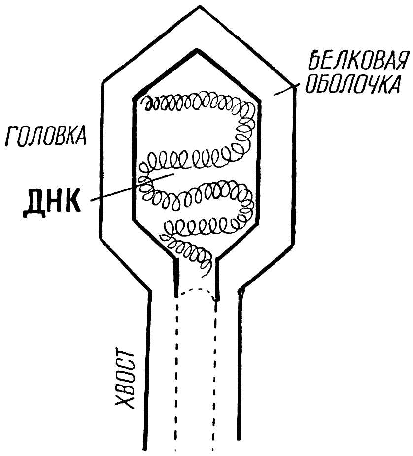 Мы и её величество ДНК - img_65.png