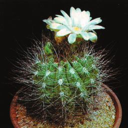 Кактусы - _106.jpg
