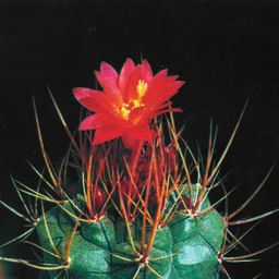 Кактусы - _125.jpg