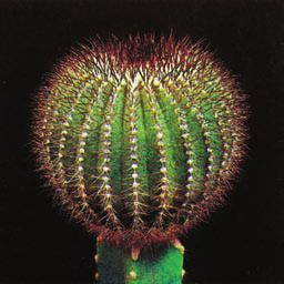Кактусы - _85.jpg