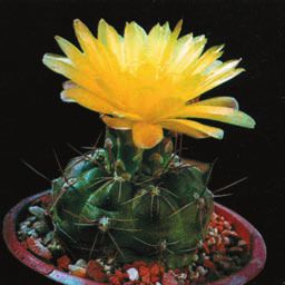 Кактусы - _105.jpg