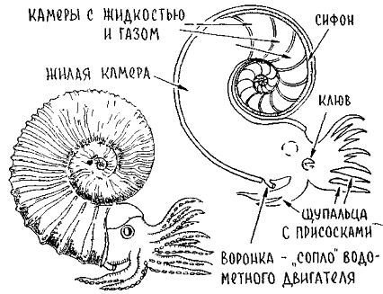 Путешествие по берегам морей, которых никто никогда не видел - i_075.jpg