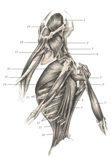 Химера - _57.jpg
