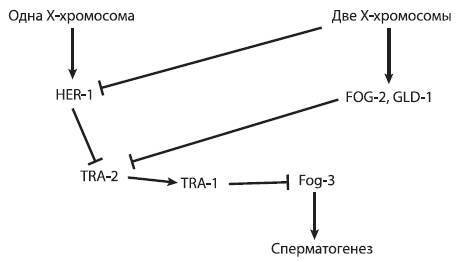 Эволюция человека. Книга 2. Обезьяны нейроны и душа - i_010.jpg
