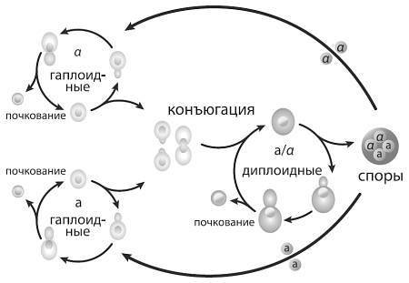 Эволюция человека. Книга 2. Обезьяны нейроны и душа - i_014.jpg