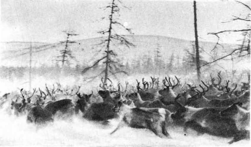Золотая дуга - i_019.jpg