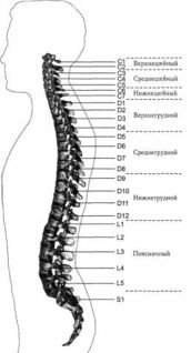 Соло для позвоночника - pic_1.jpg