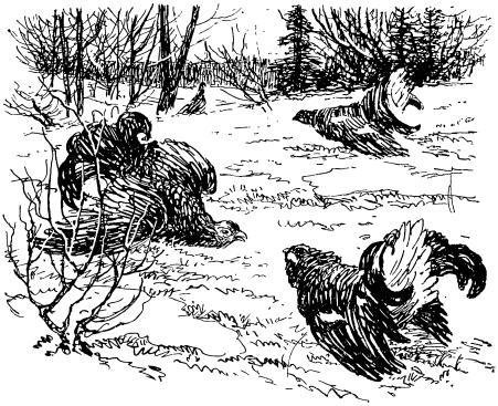 Рассказы о живой природе - pic_6.jpg