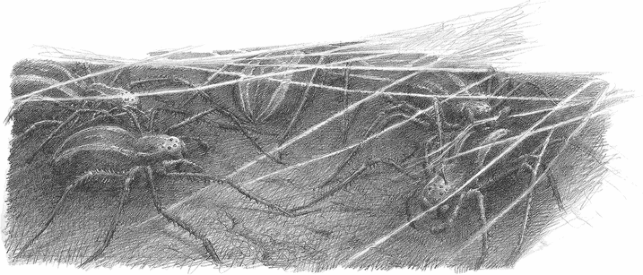 Хоббит (с иллюстрациями) - i_033.png