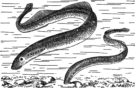 Жизнь моря - i_057.png