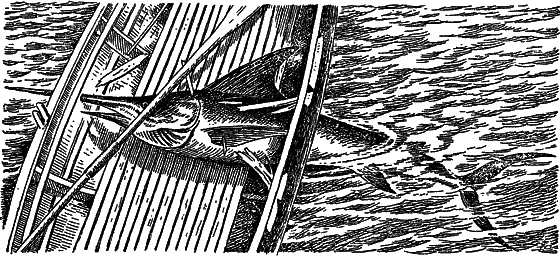 Жизнь моря - i_058.png