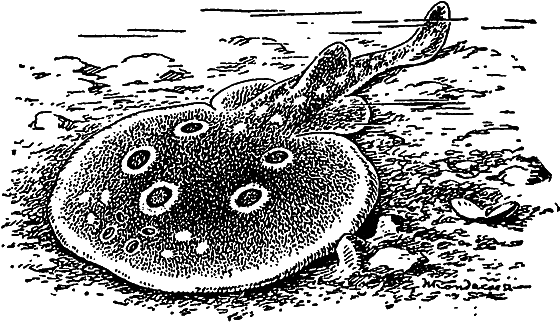 Жизнь моря - i_061.png