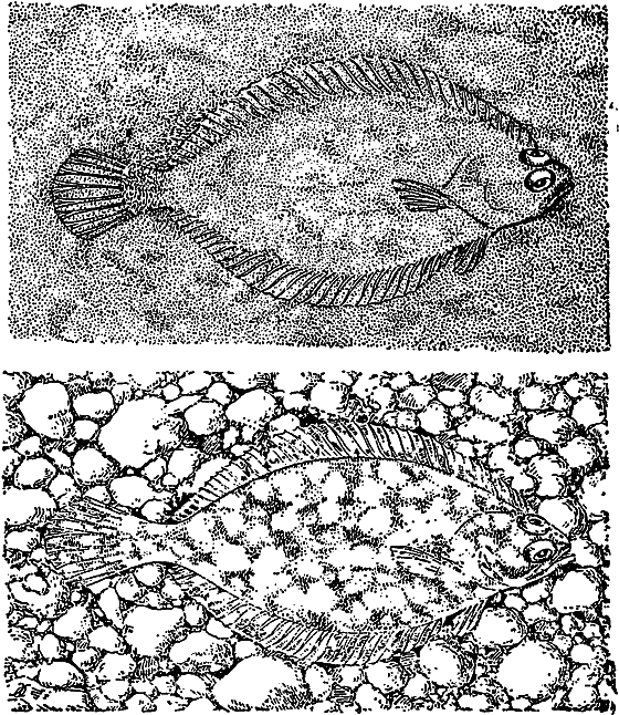 Жизнь моря - i_065.png