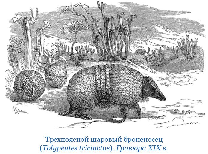 Путешествие вокруг света на корабле «Бигль» (с илл.) - i_028.jpg