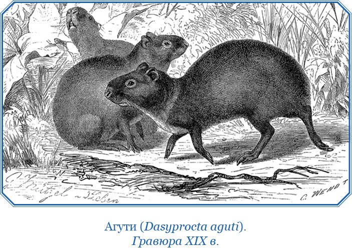 Путешествие вокруг света на корабле «Бигль» (с илл.) - i_030.jpg