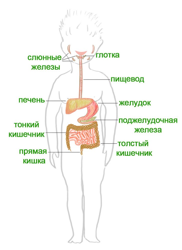 Как я устроен - i_012.jpg