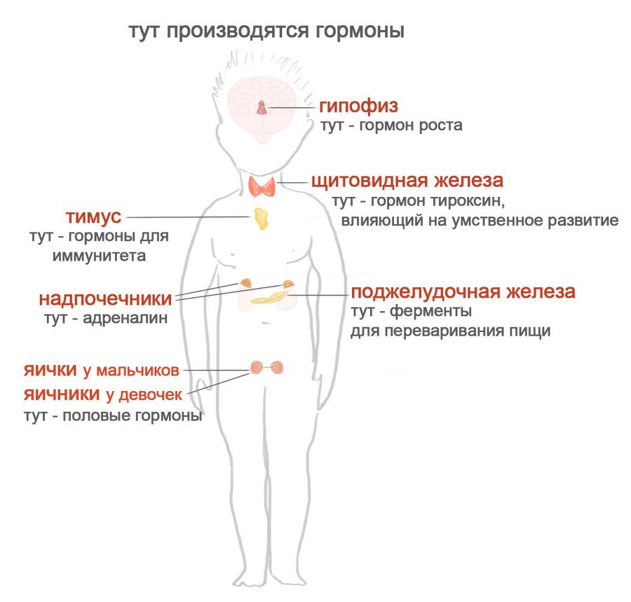 Как я устроен - i_018.jpg