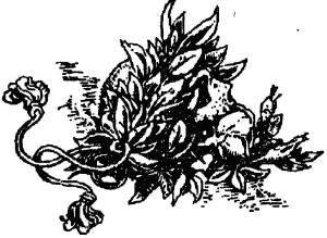 Полые холмы. Жизнь Мерлина - i_016.png