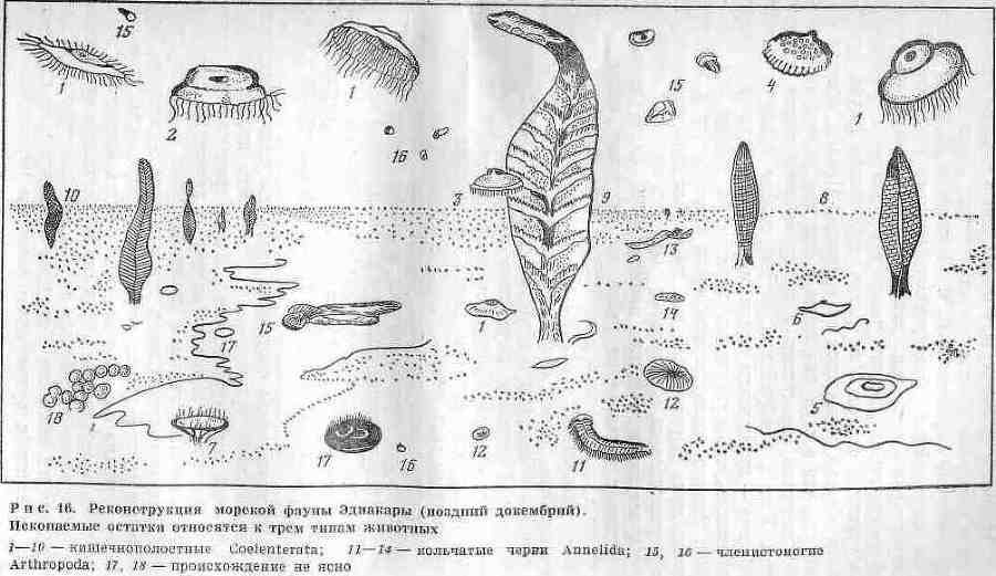 Возникновение и развитие жизни на Земле - i_031.jpg