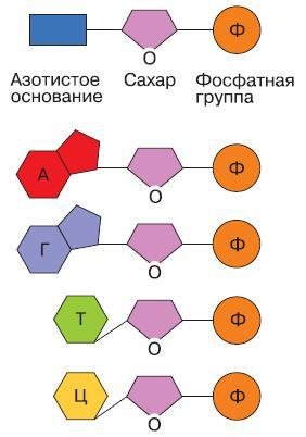 Естествознание. Базовый уровень. 10 класс - i_173.jpg