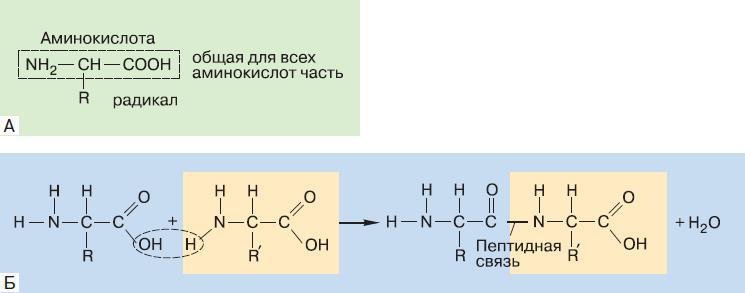 Естествознание. Базовый уровень. 10 класс - i_179.jpg