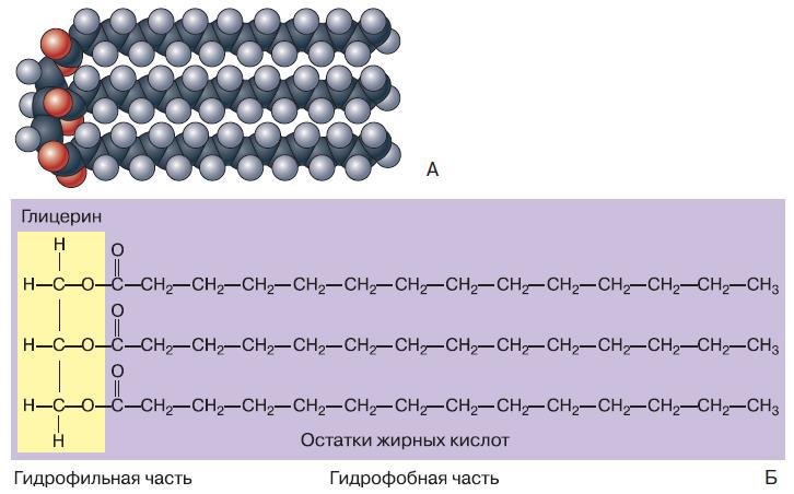 Естествознание. Базовый уровень. 10 класс - i_183.jpg