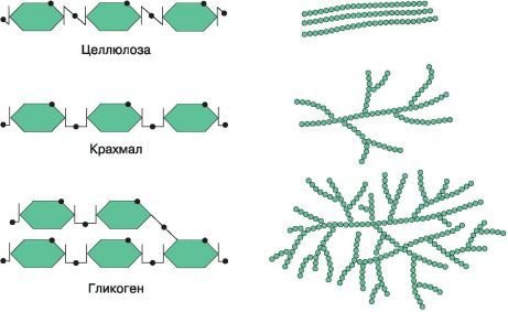 Биология. Общая биология. Базовый уровень. 10 класс - i_021.jpg