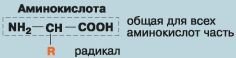 Биология. Общая биология. Базовый уровень. 10 класс - i_022.jpg