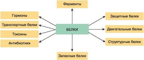 Биология. Общая биология. Базовый уровень. 10 класс - i_025.jpg