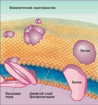 Биология. Общая биология. Базовый уровень. 10 класс - i_034.jpg