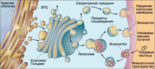 Биология. Общая биология. Базовый уровень. 10 класс - i_037.jpg