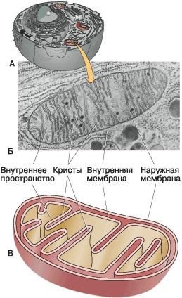 Биология. Общая биология. Базовый уровень. 10 класс - i_038.jpg