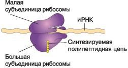Биология. Общая биология. Базовый уровень. 10 класс - i_039.jpg