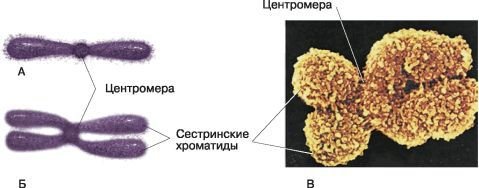 Биология. Общая биология. Базовый уровень. 10 класс - i_043.jpg
