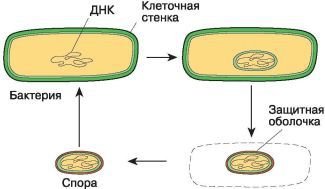 Биология. Общая биология. Базовый уровень. 10 класс - i_046.jpg
