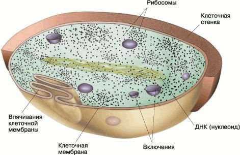 Биология. Общая биология. Базовый уровень. 10 класс - i_047.jpg