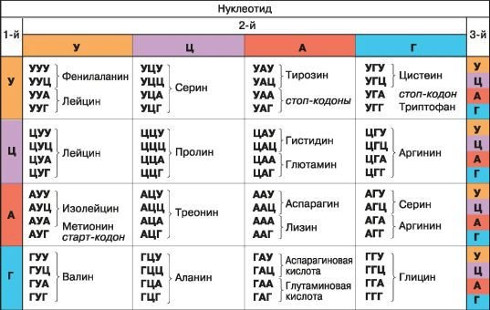Биология. Общая биология. Базовый уровень. 10 класс - i_049.jpg