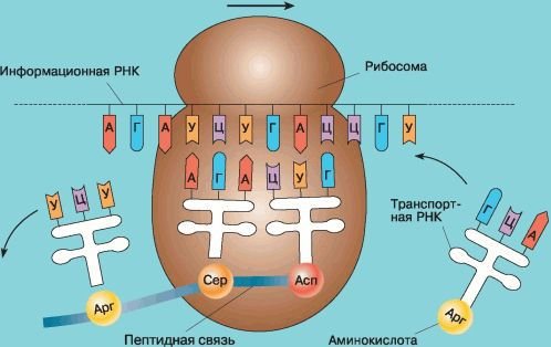 Биология. Общая биология. Базовый уровень. 10 класс - i_052.jpg